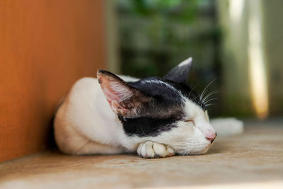 Close-up of a cat sleeping on floor