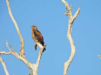Bird of prey on dead tree