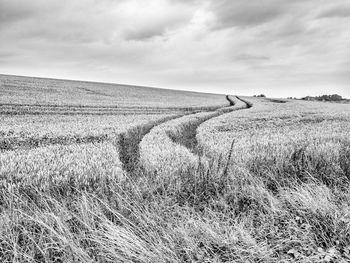 Scenic view of wheat field against sky