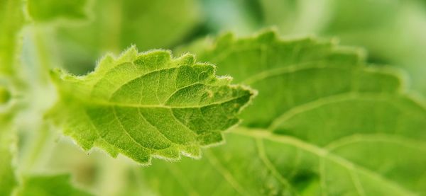 Close-up of green leaves