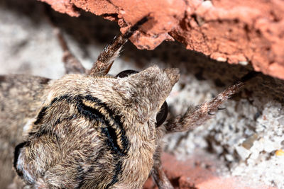 Close-up of a lizard