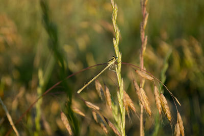 Close-up of wheat plant