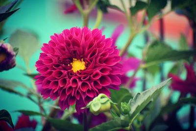 Close-up of pink flowering plant