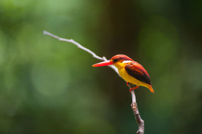 Close-up of bird perching on branch