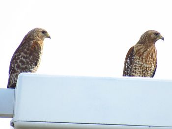 Close-up of bird perching on a wall