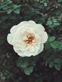 Close-up of white rose flower