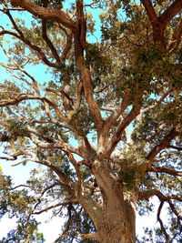 Low angle view of trees in forest against sky