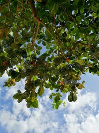 Low angle view of tree against sky