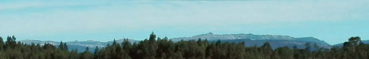 Panoramic view of trees against blue sky