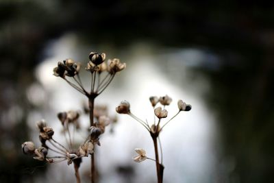 Close-up of wilted flowers