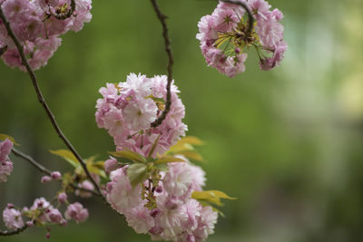 Close-up of pink cherry blossoms