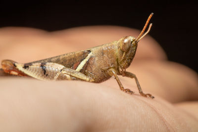 Close-up of insect on hand