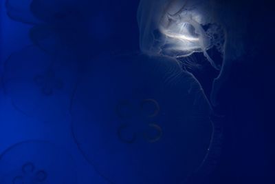 Close-up of jellyfish swimming in water