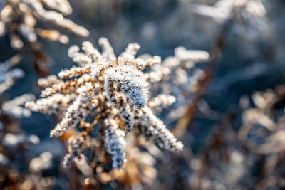 Close-up of frozen plant on field