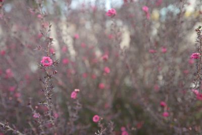 Close-up of pink flowering plant