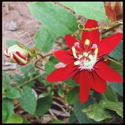 Close-up of red flower