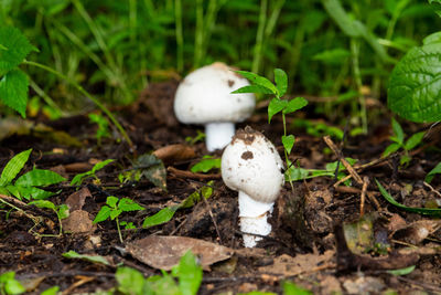 Close-up of white mushrooms on field