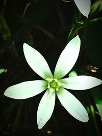 Close-up of white flowers