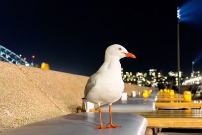 Close-up of seagull perching on wall