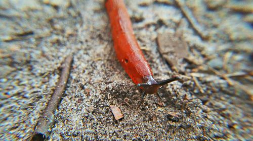 Close-up of snail