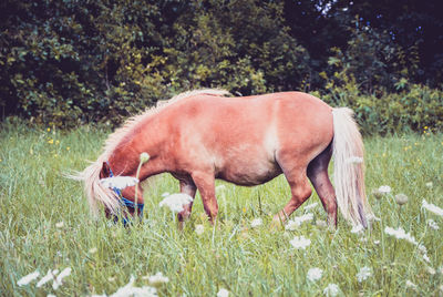 Side view of horse grazing on field