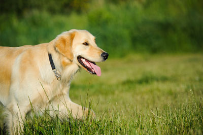 Close-up of dog yawning on grass