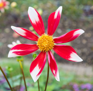 Close-up of red flower blooming outdoors