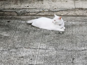 High angle view of white cat resting on floor