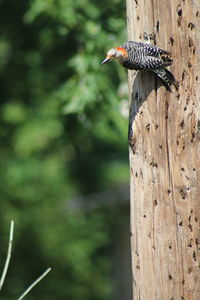Close-up of bird on wood
