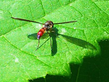 Close-up of insect on leaf