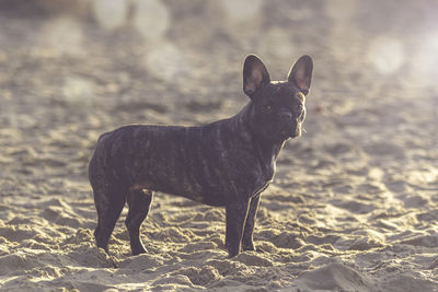 Portrait of horse standing on field