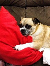 Portrait of dog relaxing on sofa