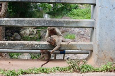 Cats on railing against trees