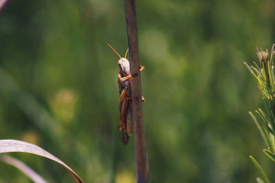 Grasshopper in it's natural habitat. trying to blend in. 