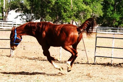 Side view of horse standing on tree