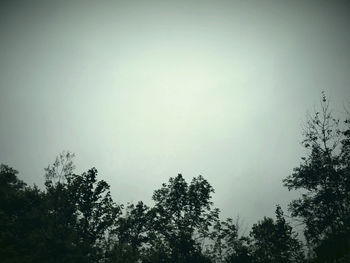 Low angle view of trees against sky