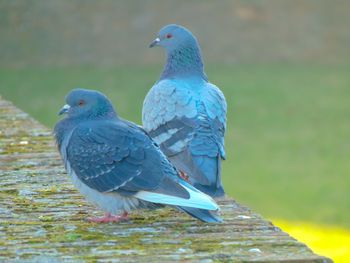 Close-up of pigeons