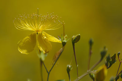 Close-up of yellow flowers blooming outdoors