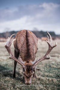 Deer in a field