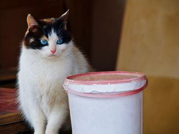 Close-up of cat sitting on table