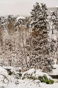 Snow covered trees on field against sky