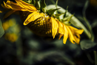 Variety of beautiful colourful fresh seasonal flowers in bloom like roses and sunflowers.