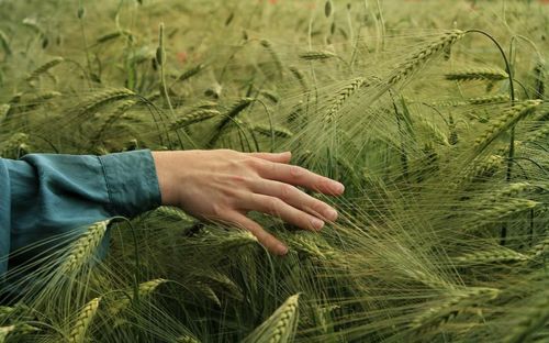 Midsection of man touching wheat plants on field