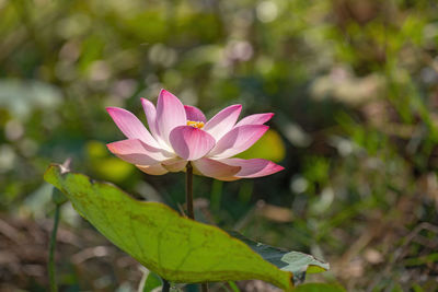 Close-up of pink lotus water lily