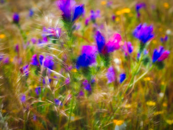 Close-up of purple flowering plants on field