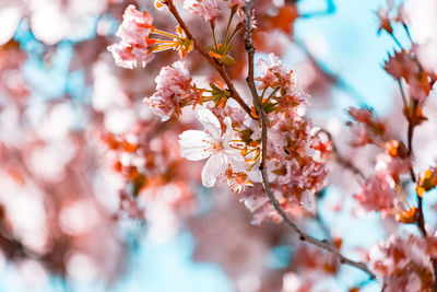 Close-up of pink cherry blossoms in spring