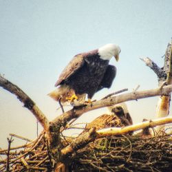 Low angle view of birds perching on nest against sky