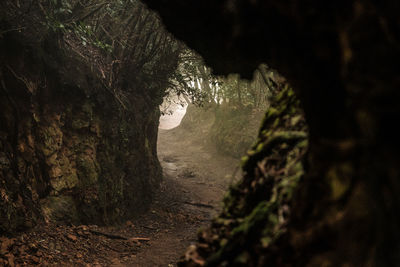 Shadow of tree on rock