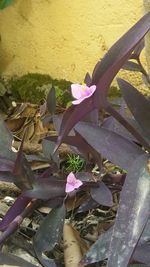 Close-up of flowers