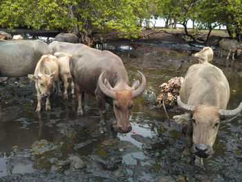 Sheep in a lake